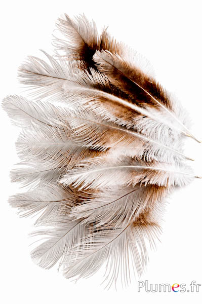 Kranich - 10-14 cm - weiss-grau natur